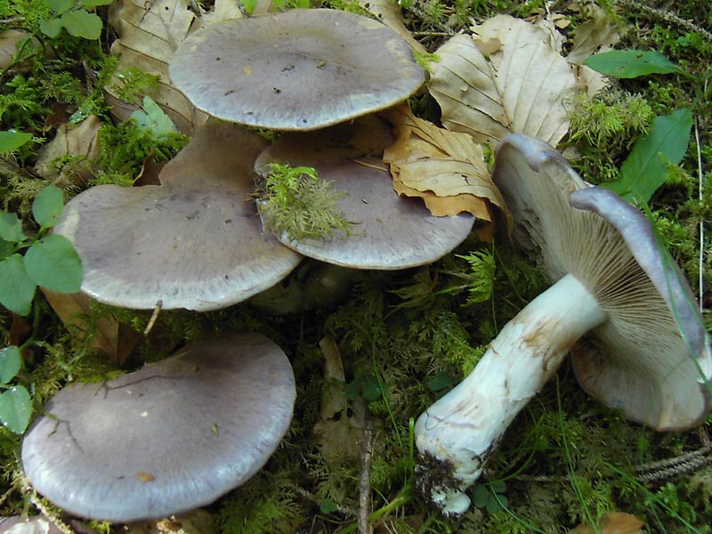 Cortinarius cumatilis